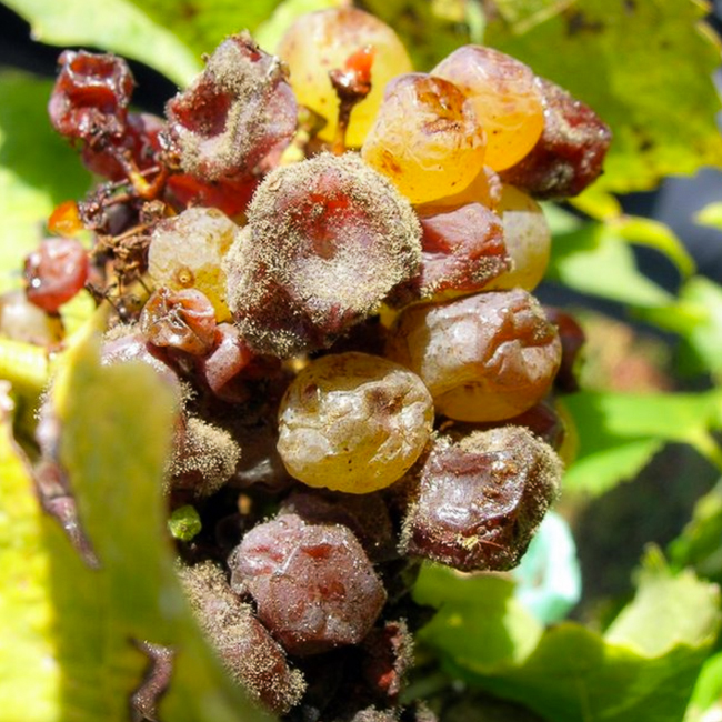 raisin botrytisé - grains ratatinés et de couleurs différentes
